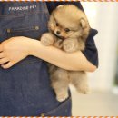 더 샵 동물메디컬센터 이미지