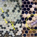 LARVA STAGE 이미지