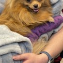 소나무동물메디컬 센터 이미지