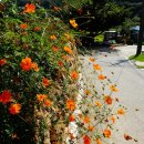 대청호 두메마을 이미지