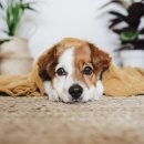 강아지집 이미지