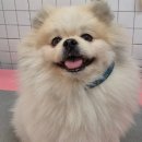 하니 그루밍( Hani Grooming) 이미지