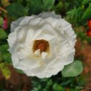 오늘짬뽕 이미지