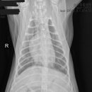 포레브동물의료센터 이미지