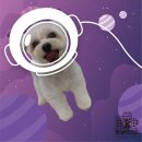 멍냥이 펫싸롱, 펫호텔 이미지