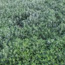 녹산사슴 이미지