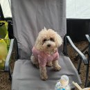 무지개다리화장실 이미지