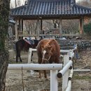주)민속촌 | 용인 가볼만한 곳 : 한국민속촌 킹받는 크리스마스 내돈내산 후기