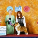 골든베릴셀티 이미지