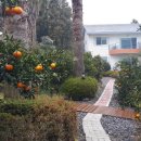 제주카사블랑카 이미지