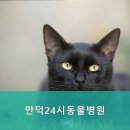 만덕24시동물병원 이미지
