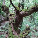 치악산둘레길 10코스 아흔아홉골길 이미지