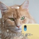 나와고양이 이미지
