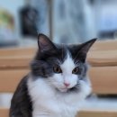 내방안 고양이 이미지