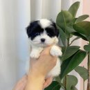 몽냥몽냥 강아지분양 일산점 이미지