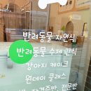 퍼피원데이 이미지