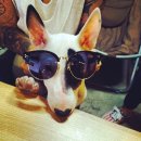 낑깡이랑 이미지