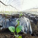 정식농장 이미지