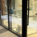 블루멍 펫 테라피 이미지