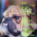 통고집 Daum카페