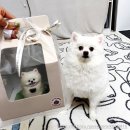 투마이퍼피 이미지