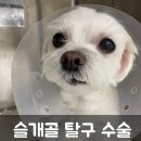 애나동물병원 이미지