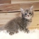 베베캣 고양이 이미지