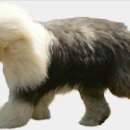 옥이네 손두부 이미지