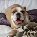 불독PC방 이미지