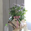 하우리유통 | 식쇼핑 - 클레마티스 더치스 오브 에딘버러(Duchess of Edinburgh), 비에네타(Viennetta), 루리오코시...
