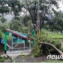 국도22호선가로수 이미지