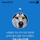 스타견 이미지