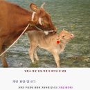 1톤 개인용달 소량이사 본인직접 배송(용인.수지.동백.수원.영통.동탄.분당.성남.판교) OlO-9017-5735 이미지