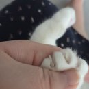 더클로우 | [고양이 스크래처] 더동글 클로우케어 먀오 스크래처 내돈내산 솔직 후기