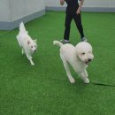 큰댕댕 개치원 이미지