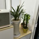 대성특수견 | 논산애견미용 잘하는곳 "헤이라딘"