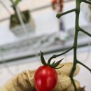 토마토PC | 김제 혁신밸리 부여 방울토마토 스마트팜 12월 실습 후기