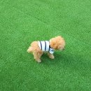 도그조아