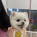솜사탕 애견미용실 이미지