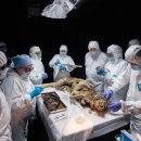 러 극동 영구동토층에서 나온 4만 4000년 된 늑대 사체, 3년 지나서야 부검 이미지
