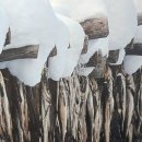 1958김여사 이미지