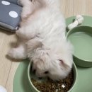 멍멍식객 이미지