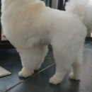 강아지 마법사 골드맘 이미지