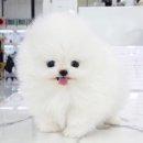 벨라독 네이버블로그