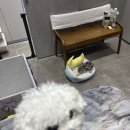 나밍밍 강아지네 이미지