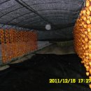 일출농장 이미지