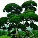 소나무향기 이미지