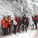 잣나무솔향기 이미지