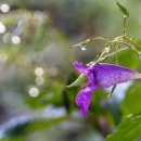 노고단-13 이미지