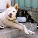 산곡 애견사랑 이미지